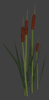 File:Nature cattails 4.png
