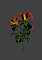 Nature flower lily small.png