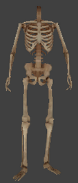 File:Env ragdoll skeleton white.png