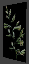 File:Nature grass panicle.png