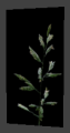 Nature grass panicle small.png