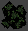 Nature pine leaves.png